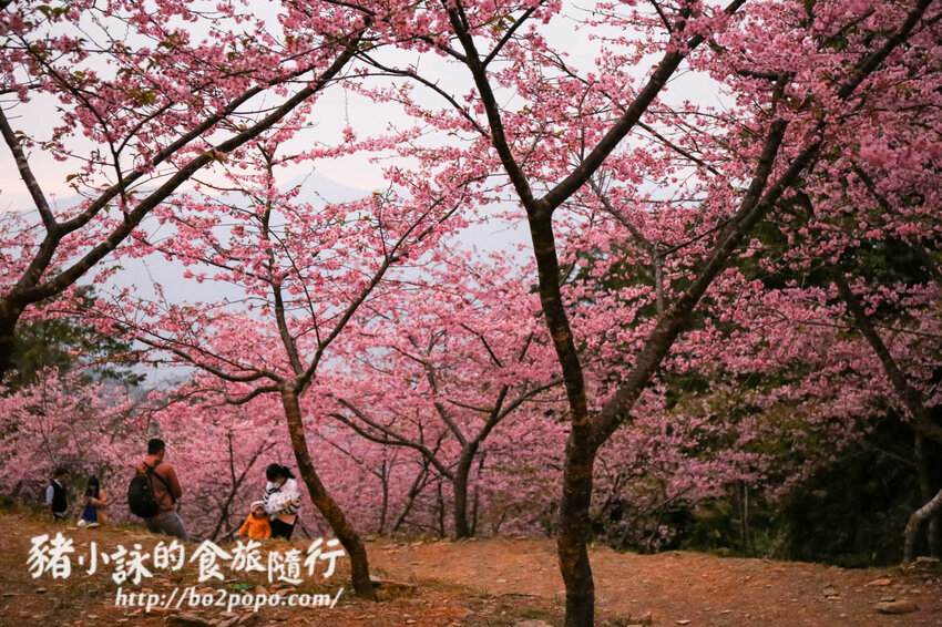 高雄。桃源》寶山二集團櫻花公園。紅粉櫻花滿開(2022.01.16約80%)