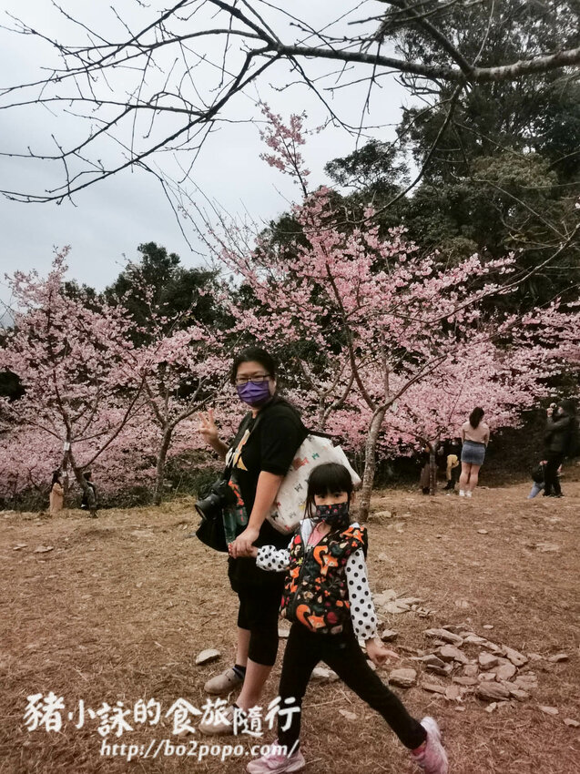 高雄。桃源》寶山二集團櫻花公園。紅粉櫻花滿開(2022.01.16約80%)