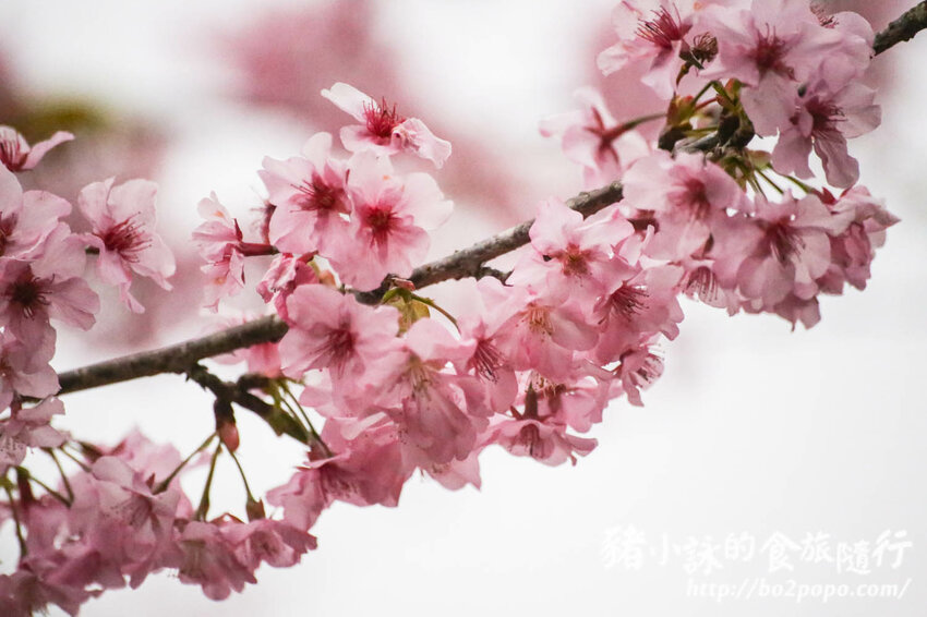 高雄。桃源》寶山二集團櫻花公園。紅粉櫻花滿開(2022.01.16約80%)