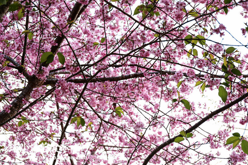 高雄。桃源》寶山二集團櫻花公園。紅粉櫻花滿開(2022.01.16約80%)