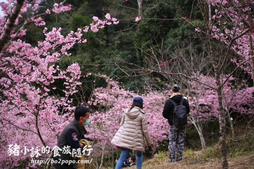 高雄。桃源》寶山二集團櫻花公園。紅粉櫻花滿開(2022.01.16約80%)