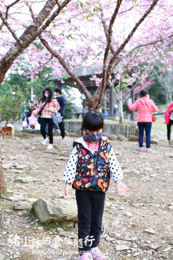 高雄。桃源》寶山二集團櫻花公園。紅粉櫻花滿開(2022.01.16約80%)