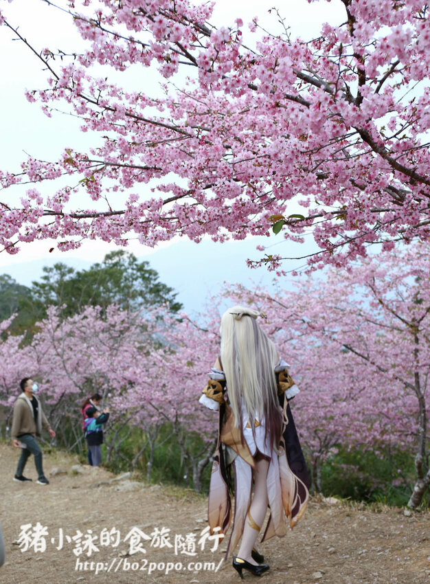 高雄。桃源》寶山二集團櫻花公園。紅粉櫻花滿開(2022.01.16約80%)
