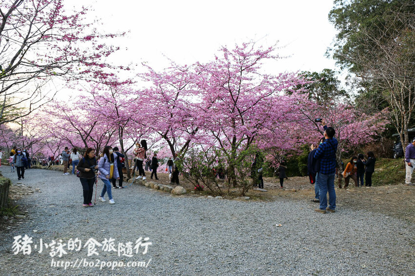 高雄。桃源》寶山二集團櫻花公園。紅粉櫻花滿開(2022.01.16約80%)