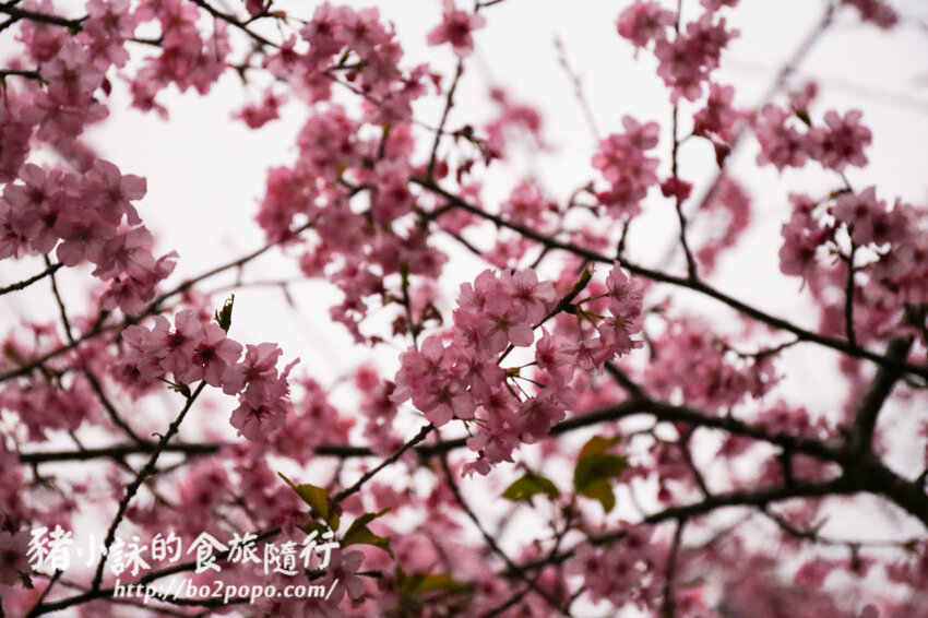 高雄。桃源》寶山二集團櫻花公園。紅粉櫻花滿開(2022.01.16約80%)