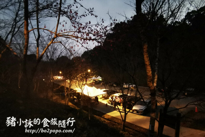 高雄。桃源》寶山二集團櫻花公園。紅粉櫻花滿開(2022.01.16約80%)