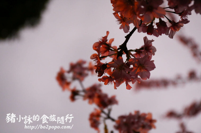 高雄。桃源》寶山二集團櫻花公園。紅粉櫻花滿開(2022.01.16約80%)