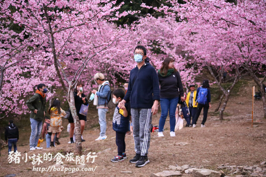 高雄。桃源》寶山二集團櫻花公園。紅粉櫻花滿開(2022.01.16約80%)