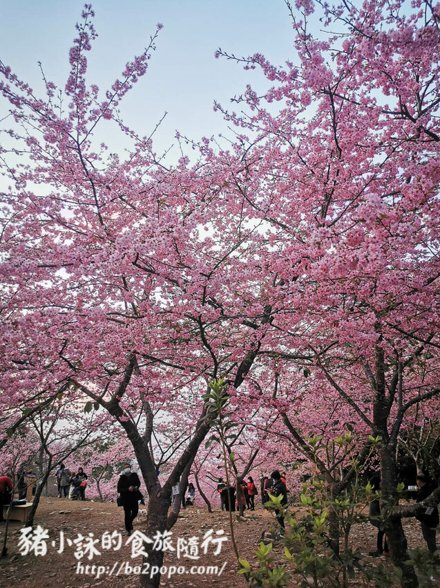 高雄。桃源》寶山二集團櫻花公園。紅粉櫻花滿開(2022.01.16約80%)