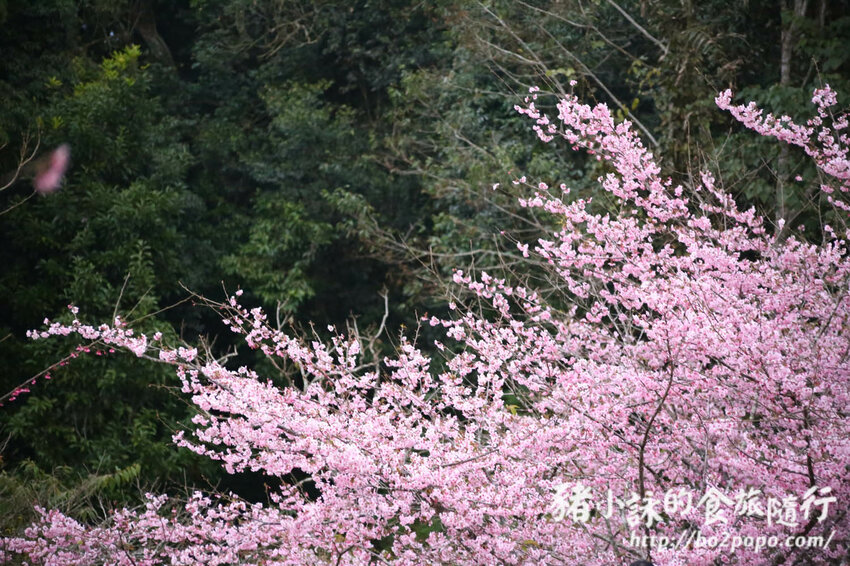高雄。桃源》寶山二集團櫻花公園。紅粉櫻花滿開(2022.01.16約80%)