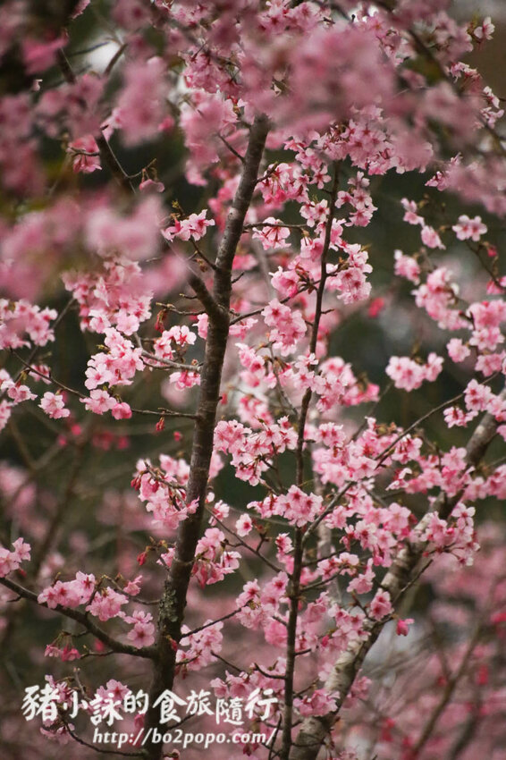 高雄。桃源》寶山二集團櫻花公園。紅粉櫻花滿開(2022.01.16約80%)
