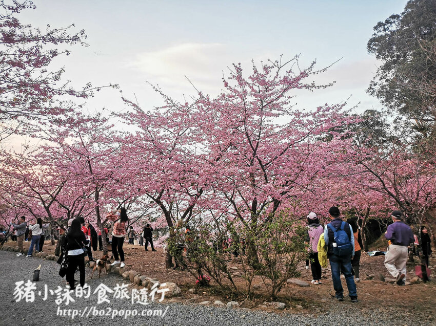 高雄。桃源》寶山二集團櫻花公園。紅粉櫻花滿開(2022.01.16約80%)