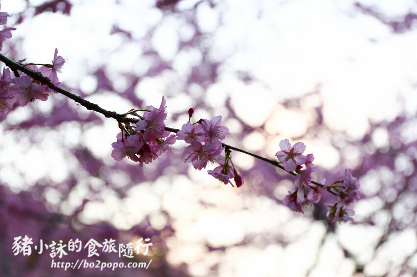 高雄。桃源》寶山二集團櫻花公園。紅粉櫻花滿開(2022.01.16約80%)