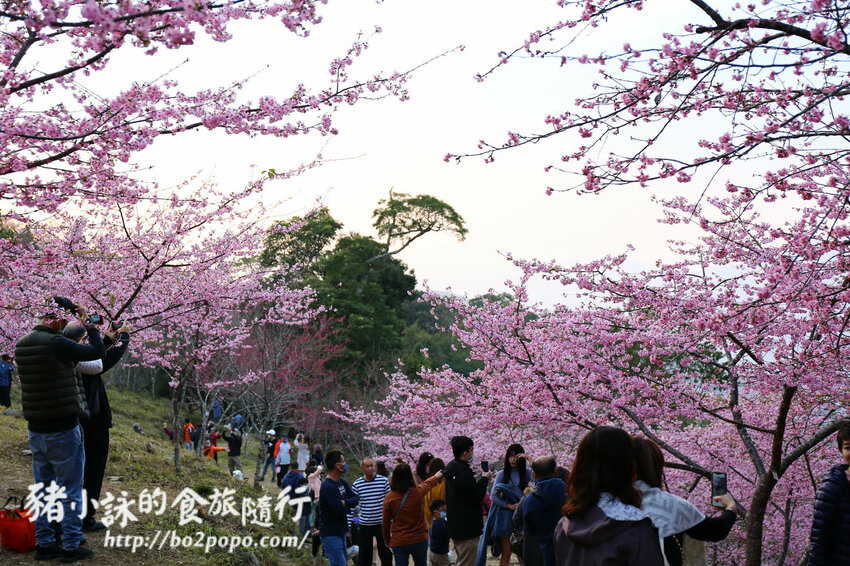 高雄。桃源》寶山二集團櫻花公園。紅粉櫻花滿開(2022.01.16約80%)