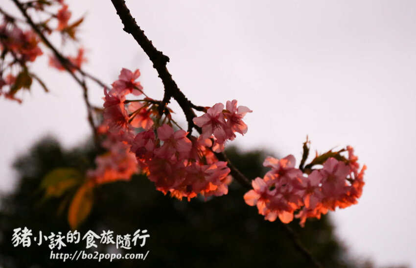 高雄。桃源》寶山二集團櫻花公園。紅粉櫻花滿開(2022.01.16約80%)