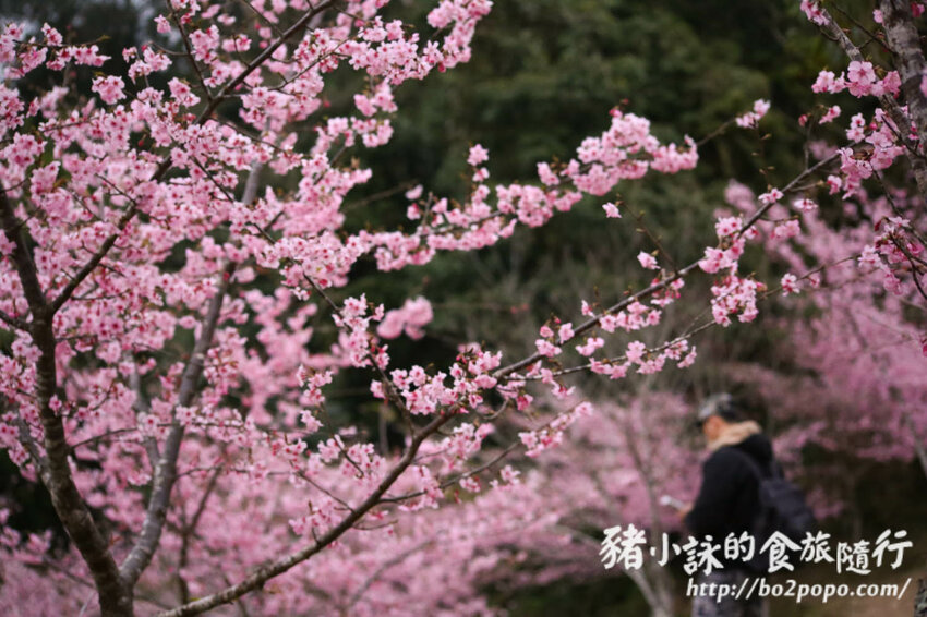 高雄。桃源》寶山二集團櫻花公園。紅粉櫻花滿開(2022.01.16約80%)