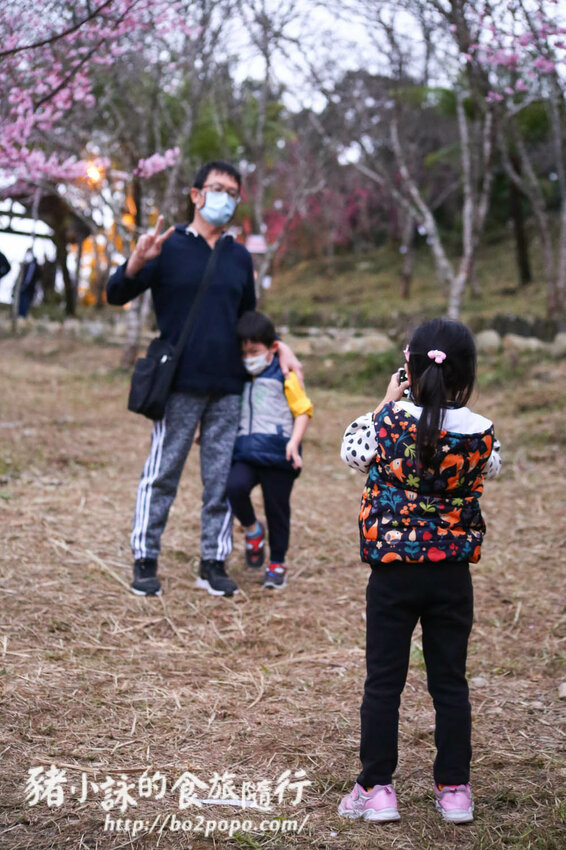 高雄。桃源》寶山二集團櫻花公園。紅粉櫻花滿開(2022.01.16約80%)