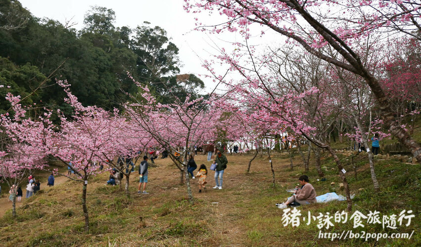 高雄。桃源》寶山二集團櫻花公園。紅粉櫻花滿開(2022.01.16約80%)