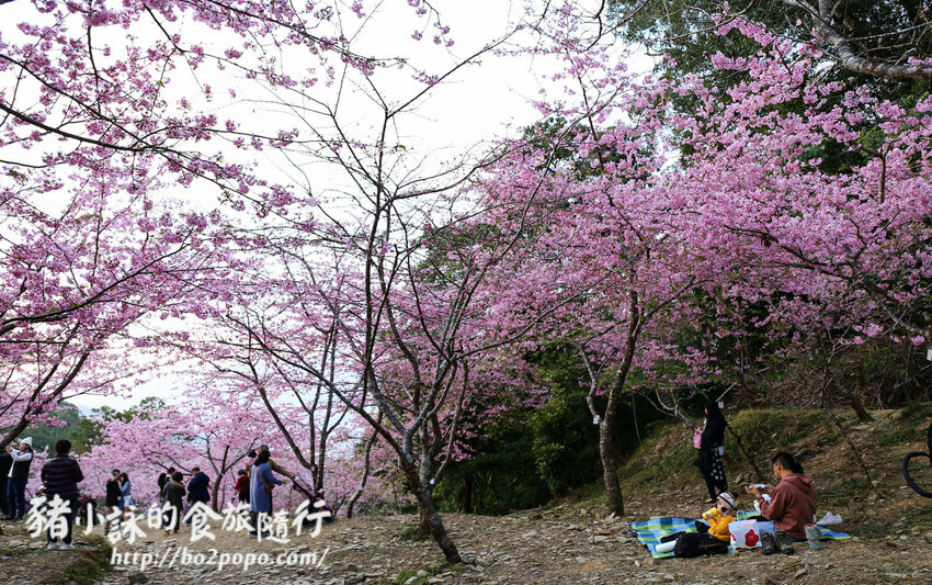高雄。桃源》寶山二集團櫻花公園。紅粉櫻花滿開(2022.01.16約80%)
