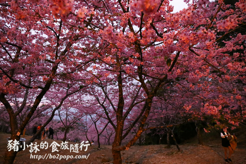 高雄。桃源》寶山二集團櫻花公園。紅粉櫻花滿開(2022.01.16約80%)