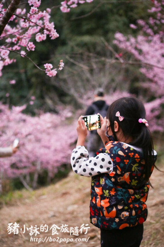 高雄。桃源》寶山二集團櫻花公園。紅粉櫻花滿開(2022.01.16約80%)