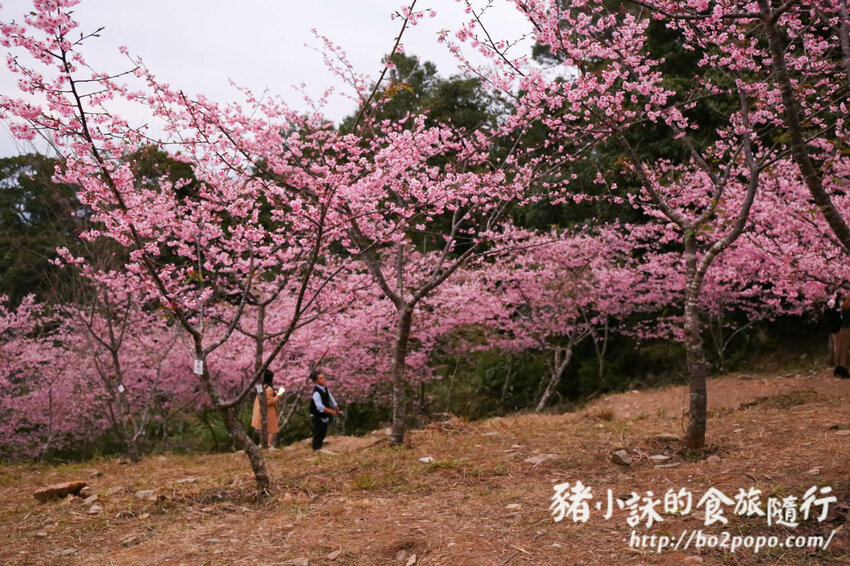 高雄。桃源》寶山二集團櫻花公園。紅粉櫻花滿開(2022.01.16約80%)