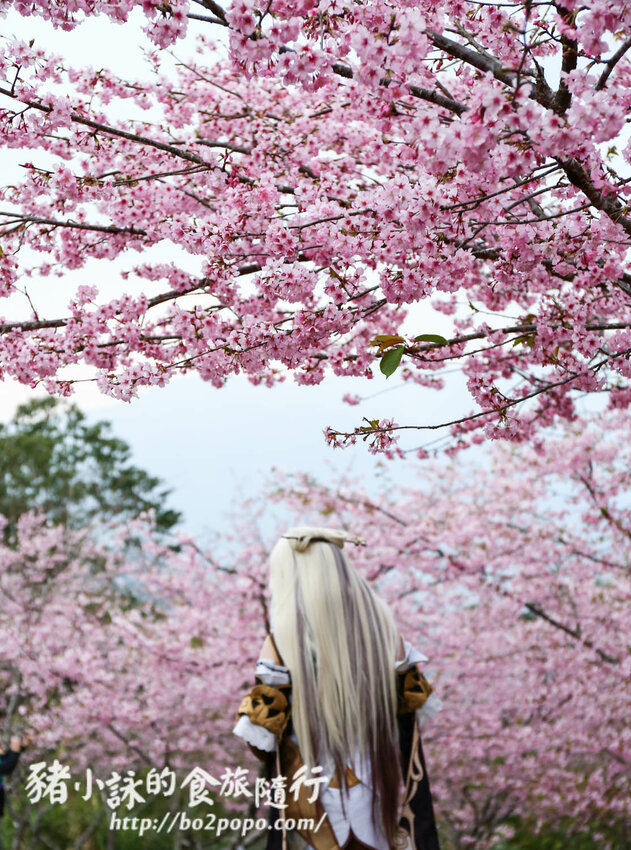 高雄。桃源》寶山二集團櫻花公園。紅粉櫻花滿開(2022.01.16約80%)