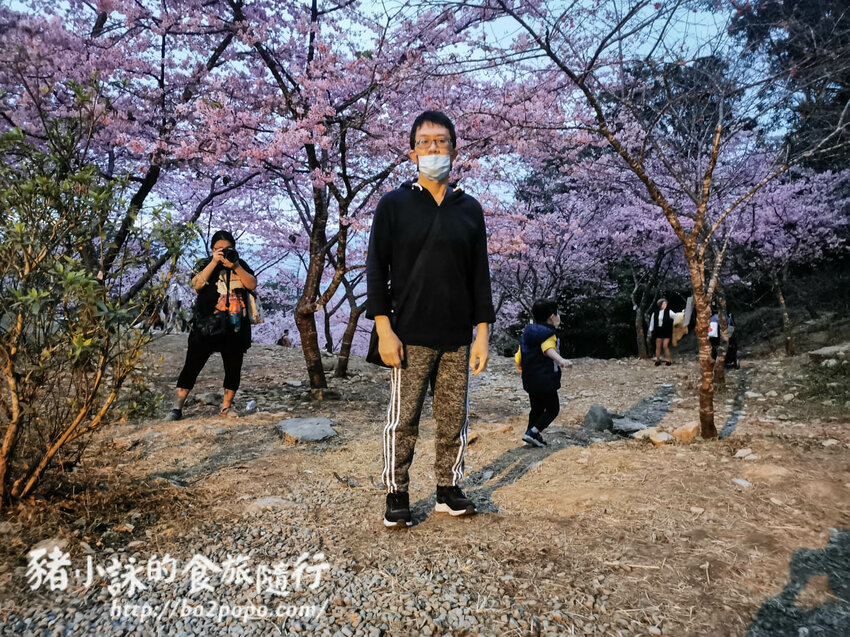 高雄。桃源》寶山二集團櫻花公園。紅粉櫻花滿開(2022.01.16約80%)