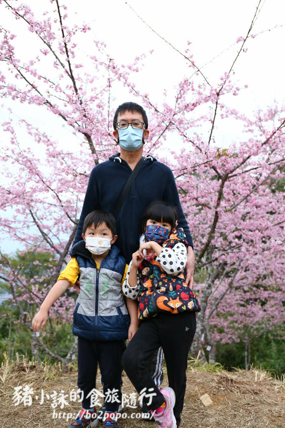 高雄。桃源》寶山二集團櫻花公園。紅粉櫻花滿開(2022.01.16約80%)