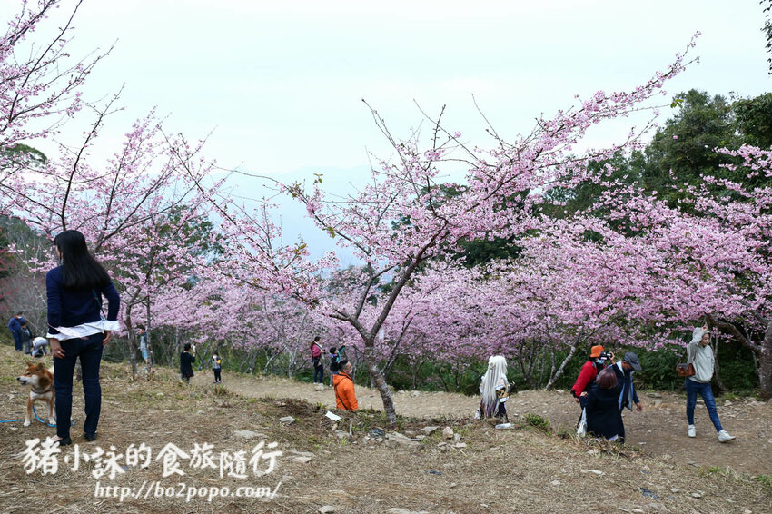 高雄。桃源》寶山二集團櫻花公園。紅粉櫻花滿開(2022.01.16約80%)