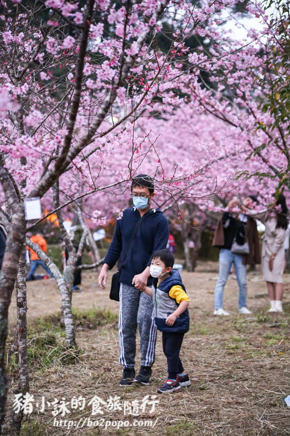 高雄。桃源》寶山二集團櫻花公園。紅粉櫻花滿開(2022.01.16約80%)