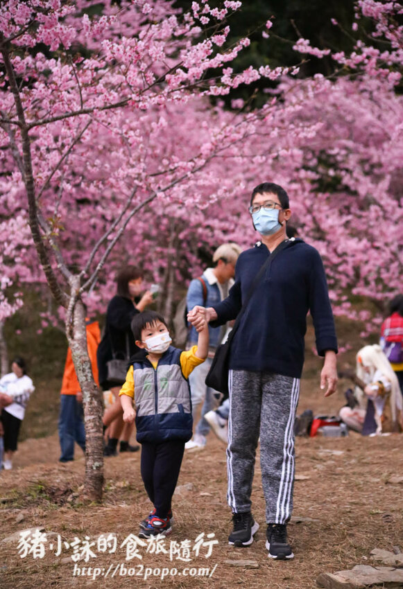 高雄。桃源》寶山二集團櫻花公園。紅粉櫻花滿開(2022.01.16約80%)