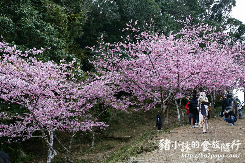 高雄。桃源》寶山二集團櫻花公園。紅粉櫻花滿開(2022.01.16約80%)