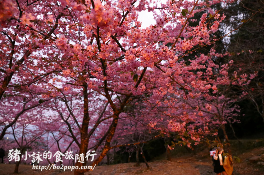 高雄。桃源》寶山二集團櫻花公園。紅粉櫻花滿開(2022.01.16約80%)
