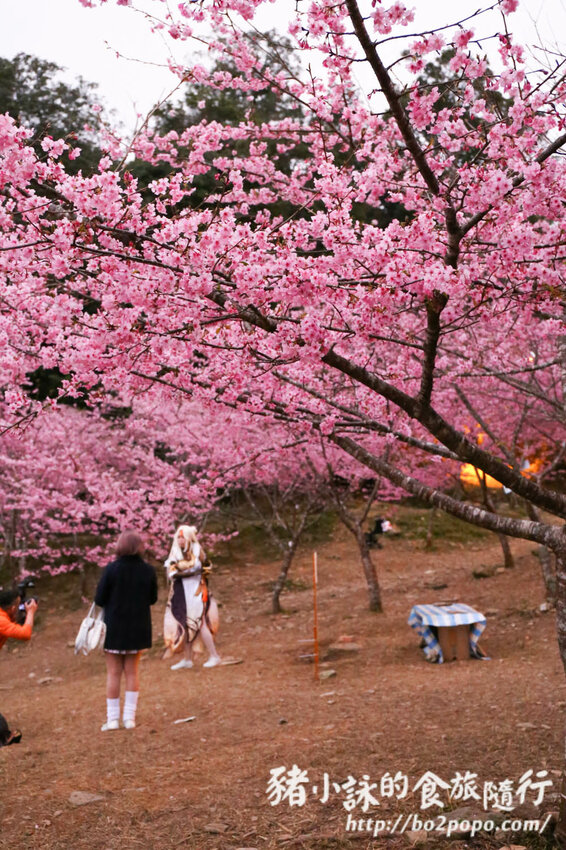 高雄。桃源》寶山二集團櫻花公園。紅粉櫻花滿開(2022.01.16約80%)