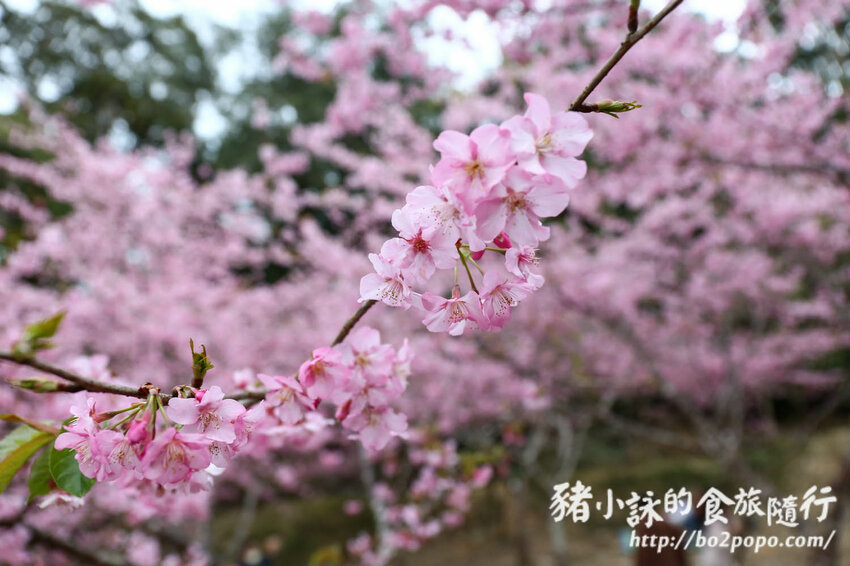 高雄。桃源》寶山二集團櫻花公園。紅粉櫻花滿開(2022.01.16約80%)