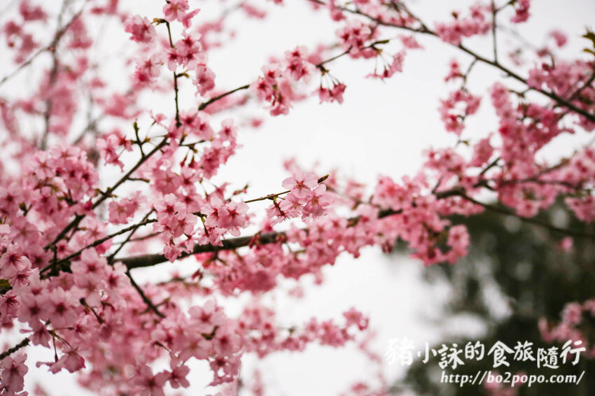 高雄。桃源》寶山二集團櫻花公園。紅粉櫻花滿開(2022.01.16約80%)