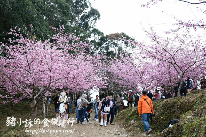 高雄。桃源》寶山二集團櫻花公園。紅粉櫻花滿開(2022.01.16約80%)