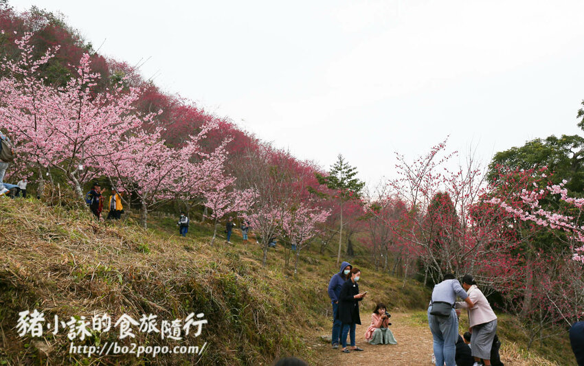 高雄。桃源》寶山二集團櫻花公園。紅粉櫻花滿開(2022.01.16約80%)