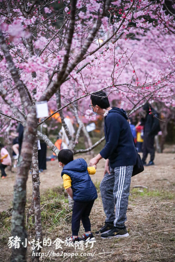 高雄。桃源》寶山二集團櫻花公園。紅粉櫻花滿開(2022.01.16約80%)