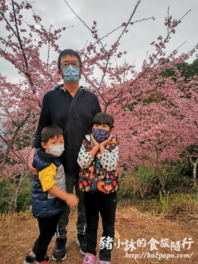 高雄。桃源》寶山二集團櫻花公園。紅粉櫻花滿開(2022.01.16約80%)