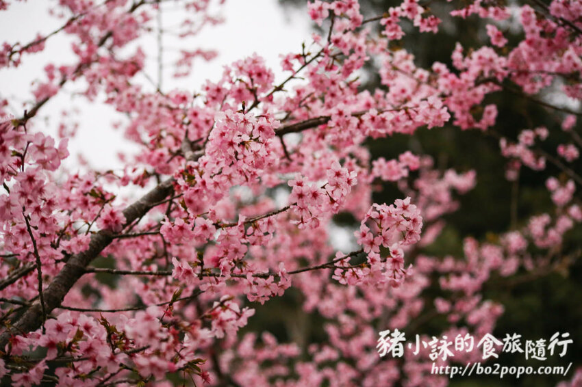 高雄。桃源》寶山二集團櫻花公園。紅粉櫻花滿開(2022.01.16約80%)