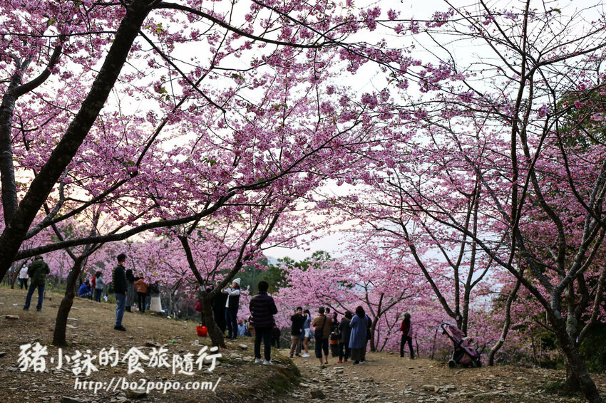 高雄。桃源》寶山二集團櫻花公園。紅粉櫻花滿開(2022.01.16約80%)