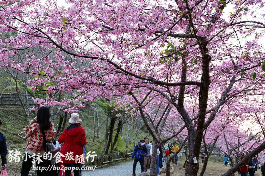 高雄。桃源》寶山二集團櫻花公園。紅粉櫻花滿開(2022.01.16約80%)