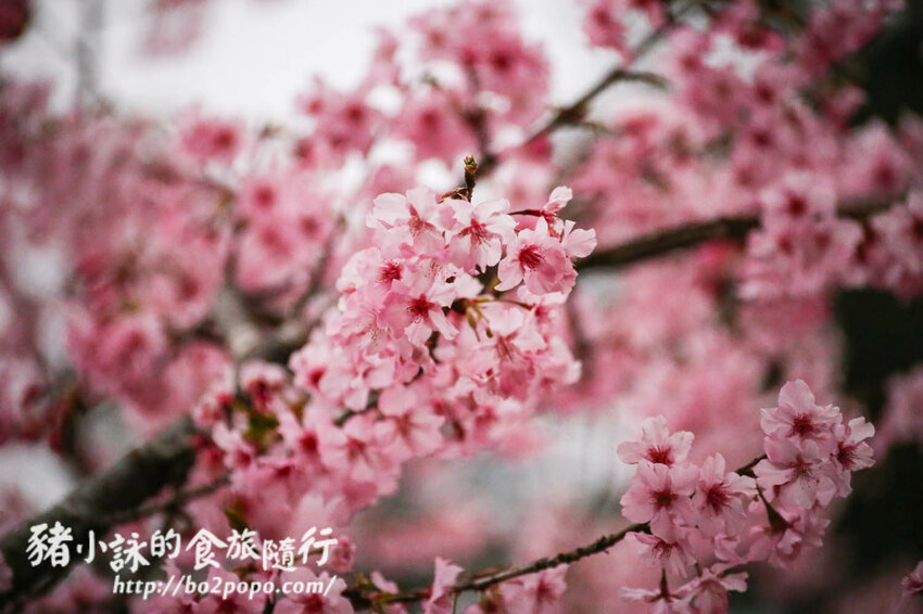 高雄。桃源》寶山二集團櫻花公園。紅粉櫻花滿開(2022.01.16約80%)
