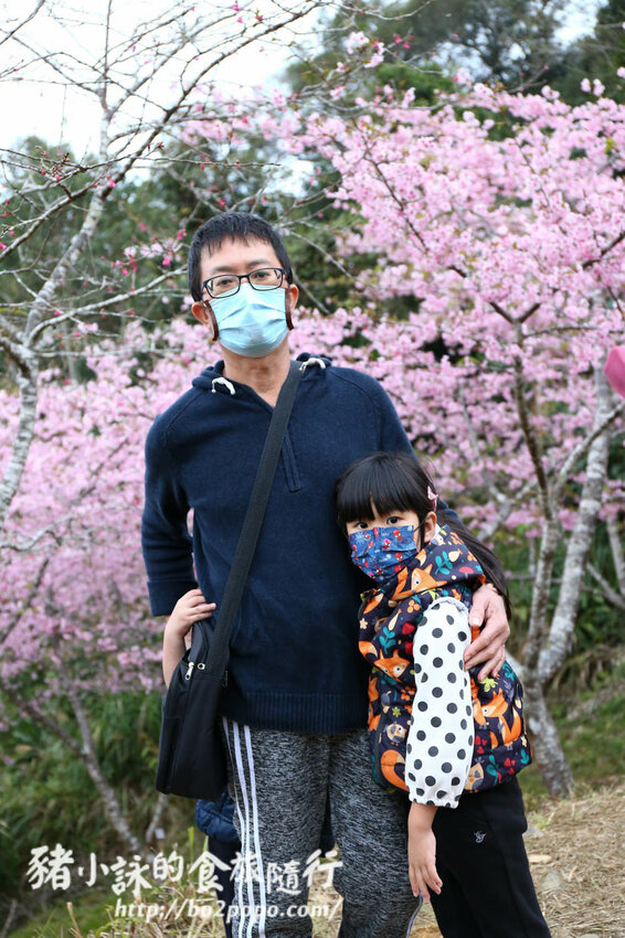 高雄。桃源》寶山二集團櫻花公園。紅粉櫻花滿開(2022.01.16約80%)