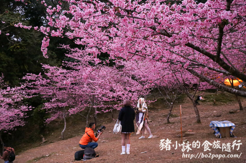 高雄。桃源》寶山二集團櫻花公園。紅粉櫻花滿開(2022.01.16約80%)