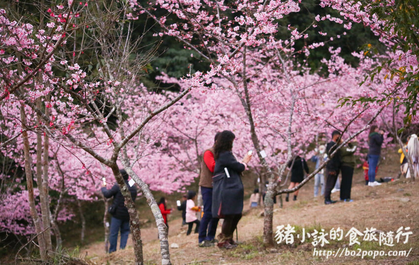 高雄。桃源》寶山二集團櫻花公園。紅粉櫻花滿開(2022.01.16約80%)