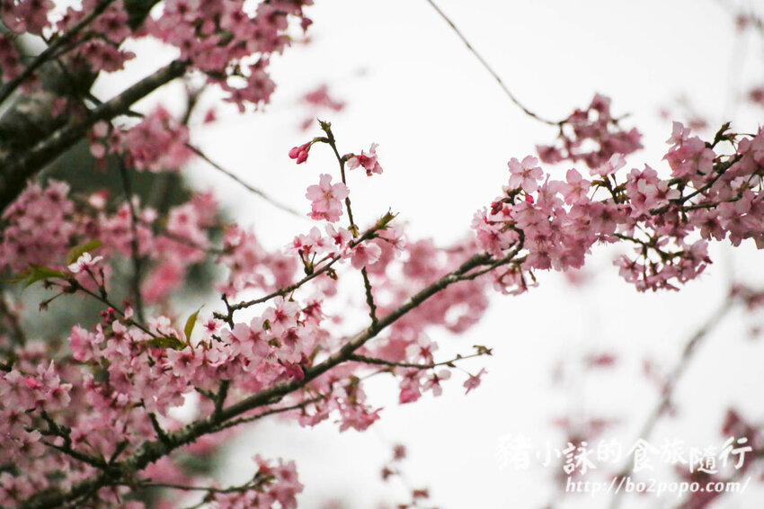 高雄。桃源》寶山二集團櫻花公園。紅粉櫻花滿開(2022.01.16約80%)