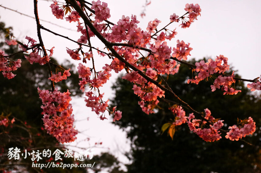 高雄。桃源》寶山二集團櫻花公園。紅粉櫻花滿開(2022.01.16約80%)